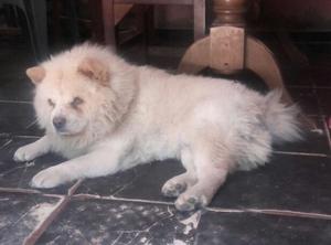 Ultimas chow chow