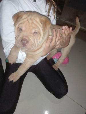 Vendo shar pei