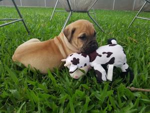 cachorros puros Bullmastiff