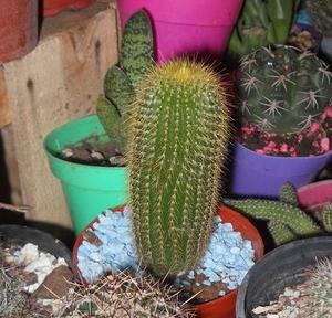 cactus Parodia leninghausii maceta 8