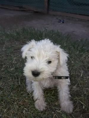 3 Cachorros Schnauzer