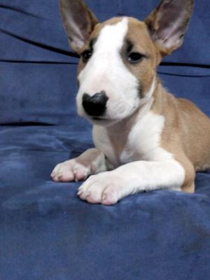 Bullterrier cachorras disponibles