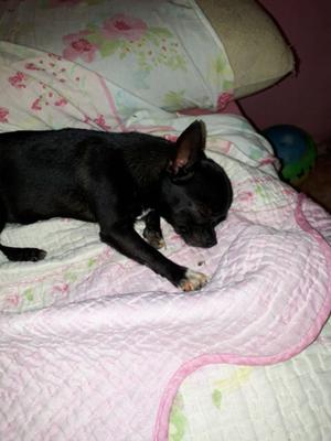 Chihuahua mini hembra con fca