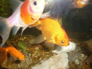 20 Peces de agua fria variados 600 pesos de 3 a 4 cm