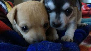 Chihuahuas mini mini 1 hembra y 1 macho
