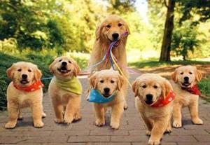 Vendo Ultomos Golden Retriever