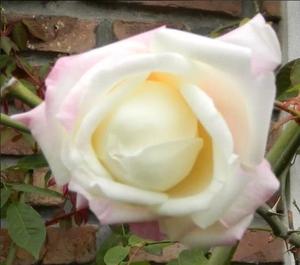 rosal blanco con perfume