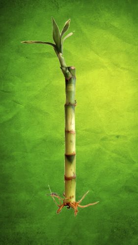 Oferta - Lucky Bamboo 12cm - Bambú De La Suerte - Feng Shui