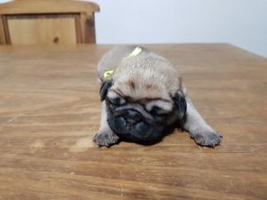 Pug carlino macho