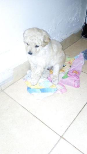 Vendo cachorros caniches micro toy