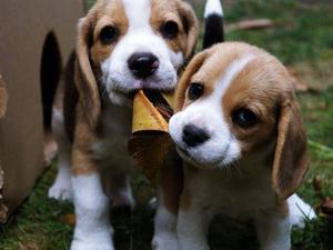 CACHORROS BEAGLE TRICOLOR