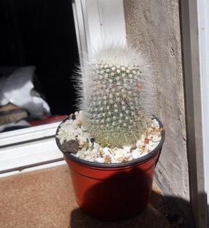 Cactus Parodia scopa var. albispina m 10 colmada