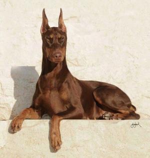 DOBERMAN EN SERVICIO (BUSCA NOVIA)