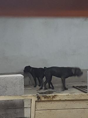 Exc cachorros Cane Corso