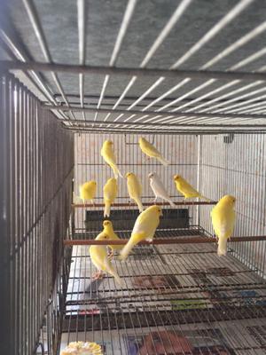 Lote 10 canarios amarillos y blancos