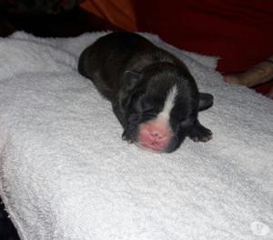 VENDO BULLDOG FRANCES