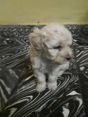 Vendo caniche toy