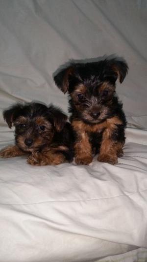 2 Cachorros YORKSHIRE