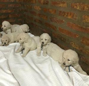 Cachorros Kuvasz 1