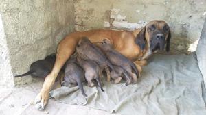 Fila Brasilero Cachorros Puros