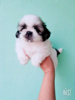 Shih tzu mini hembra 