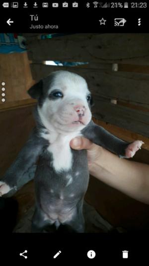 Vendo o permuto cachorros Pitbull blue