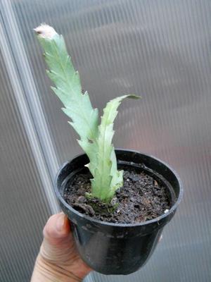 cactus epifito rhipsalis houletianum Maceta 10