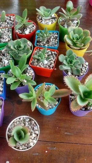 minis cactus y suculentas ideal souvenirs