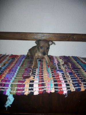 Cachorro pincher mini color canela 45 días