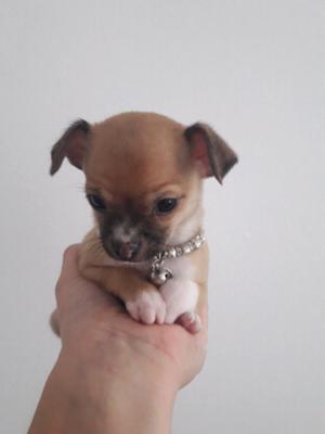 Chihuahua Hembra en venta