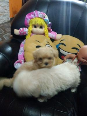 Lhasa-apso cachorros macho y hembra
