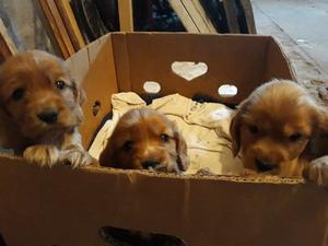 Vendo 3 Cocker spaniel