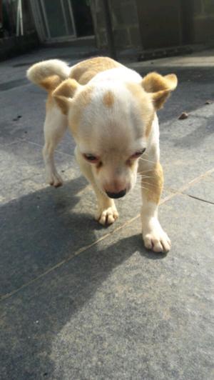 Vendo cachorrito de Chihuahua.