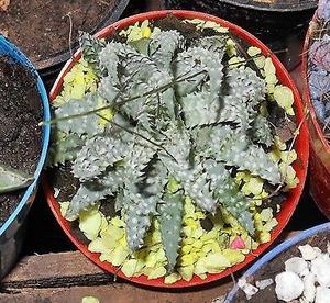 Aloe ferox de coleccion maceta 8
