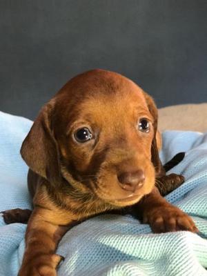 Cachorras Dachshound Salchicas Puros 100%