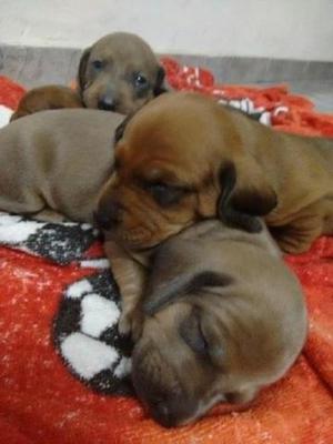 Cachorras Salchichas Dachshound 100% puros