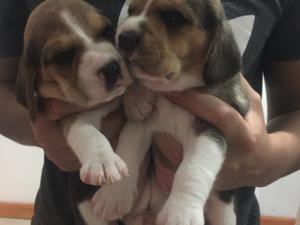 Cachorros Beagle Tricolor