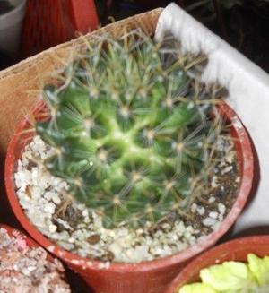 Cactus Mammilaria Bocasana Maceta 6