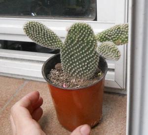 Cactus opuntia microdays albida maceta 10