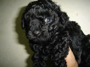 Caniche mini toy cachorros 45 dias excelente