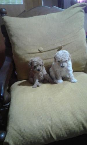 Caniche toy chiquitos