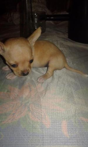 Chihuahua mini hembrita