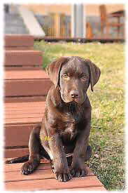 Labradora chocolate 2m