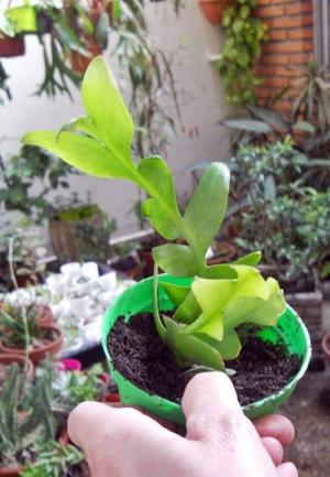 Planta Suculenta Selenicereus Crisocardium M 11
