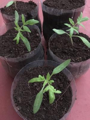 Plantin/plantines de Tomate Platense