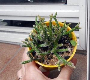 cactus rhipsalis pilocarpa M 8