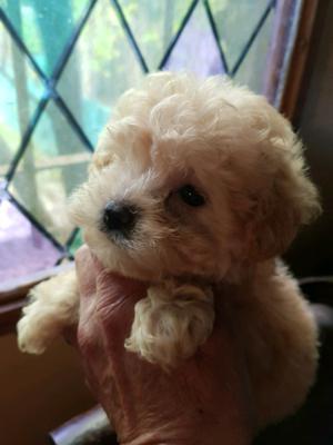 maltés con caniche. MALTIPOO. machitos micro y mini