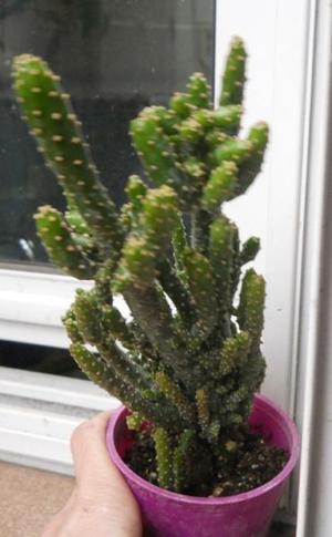 opuntia monacantha monstruosa maceta 8 planta alta