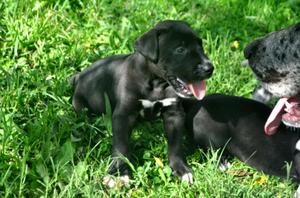 Cachorros Gran Danés.