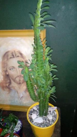 Cactus y Crasas Grandes